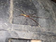 Tetragnatha versicolor