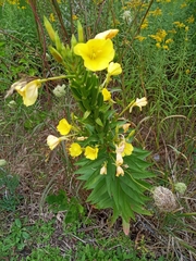 Oenothera