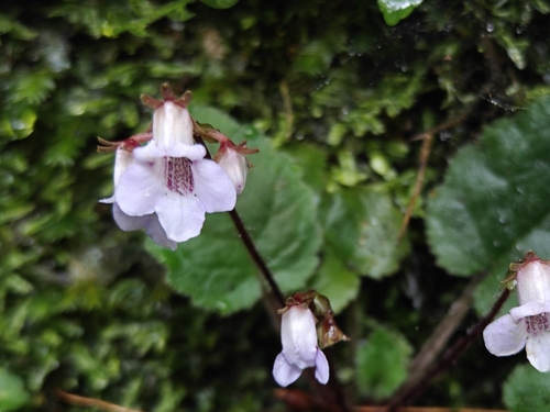 Beccarinda cordifolia