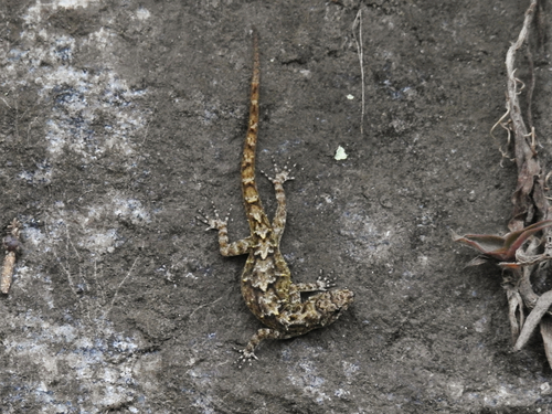 Palani Hills Day Gecko, Cnemaspis palanica