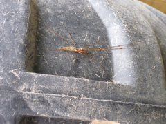 Tetragnatha versicolor