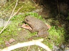 Proto Wrinkled Frog photo 2