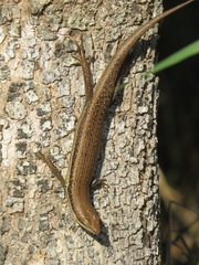 Trachylepis depressa