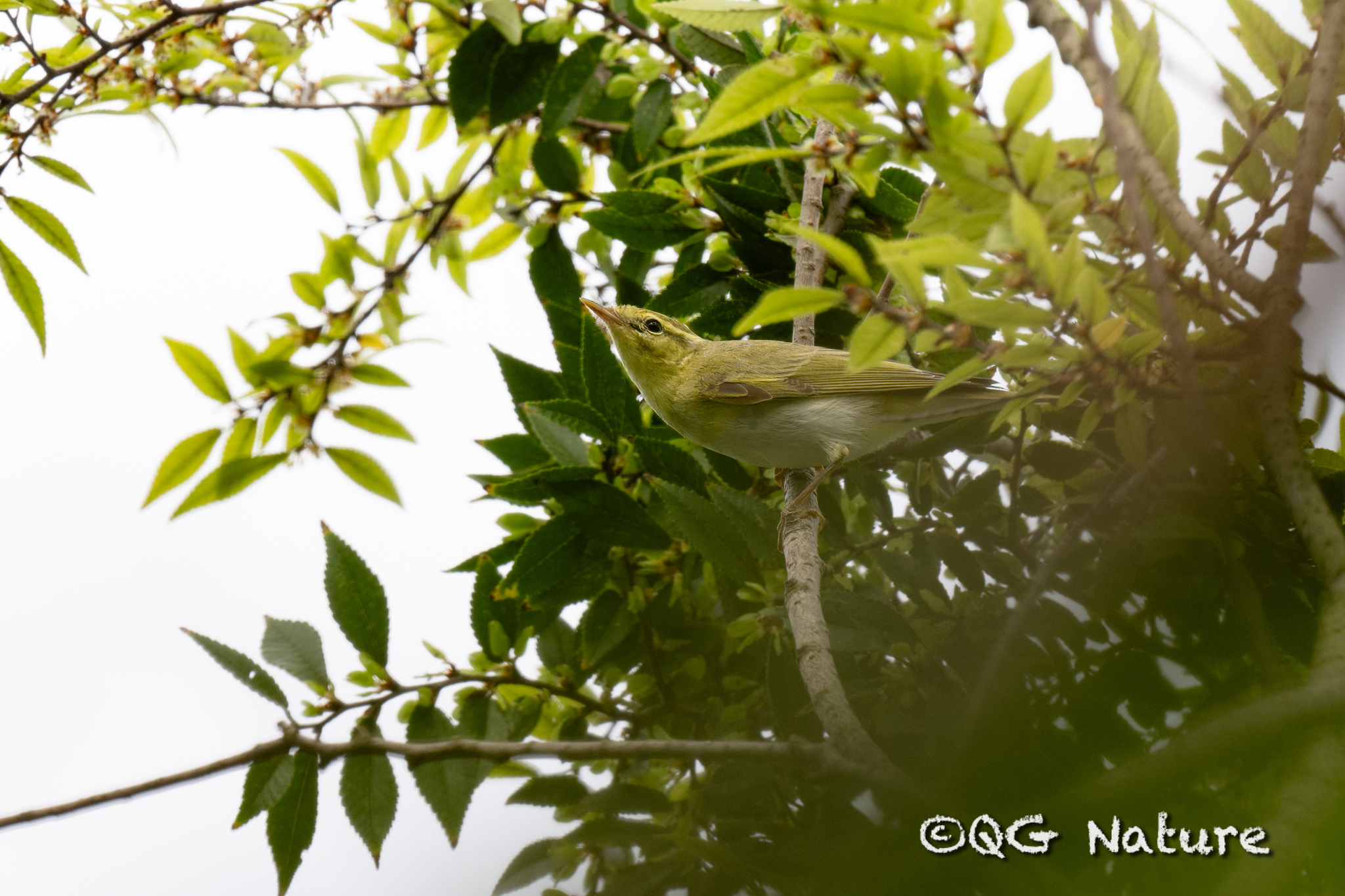 Wood Warbler