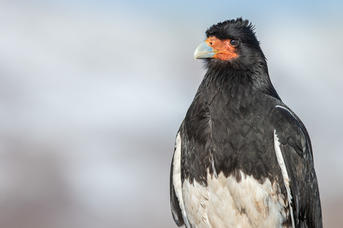 Caracara Andino (Daptrius megalopterus)