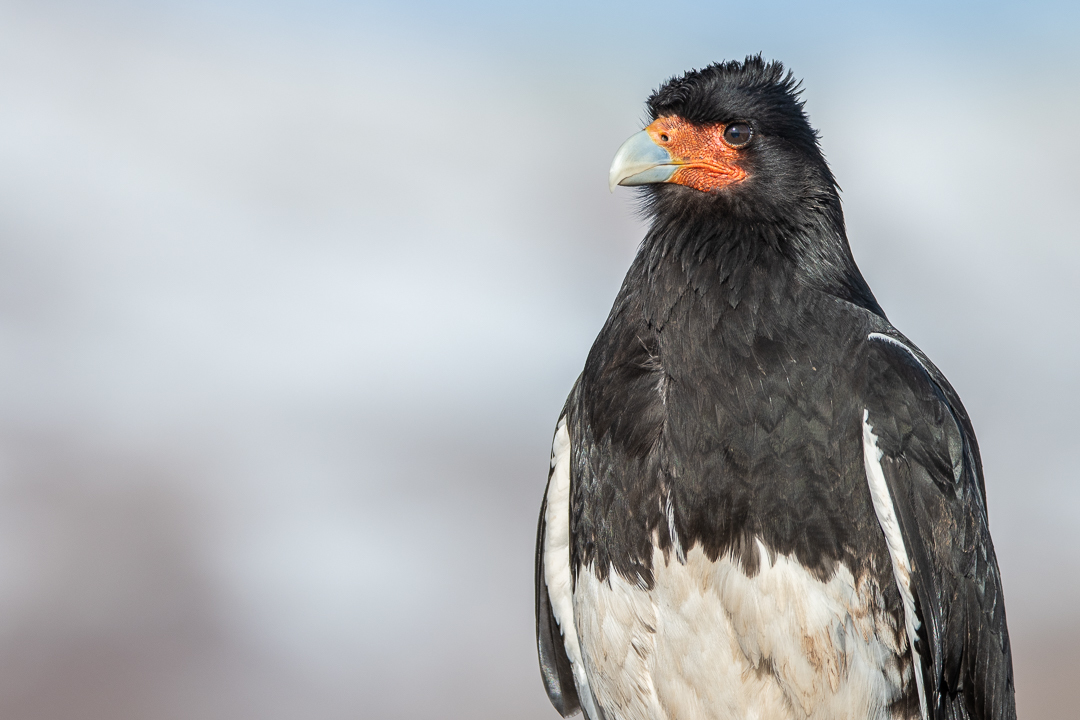 Mountain Caracara illustration