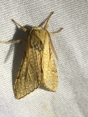 Lophocampa mixta