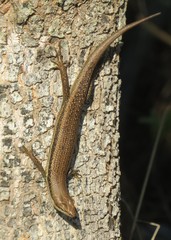 Trachylepis depressa