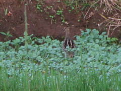 Gallinago paraguaiae