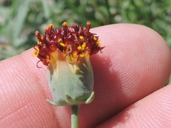 Thelesperma ambiguum