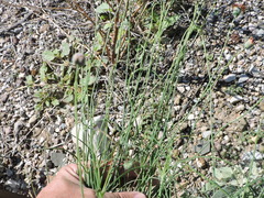 Thelesperma ambiguum