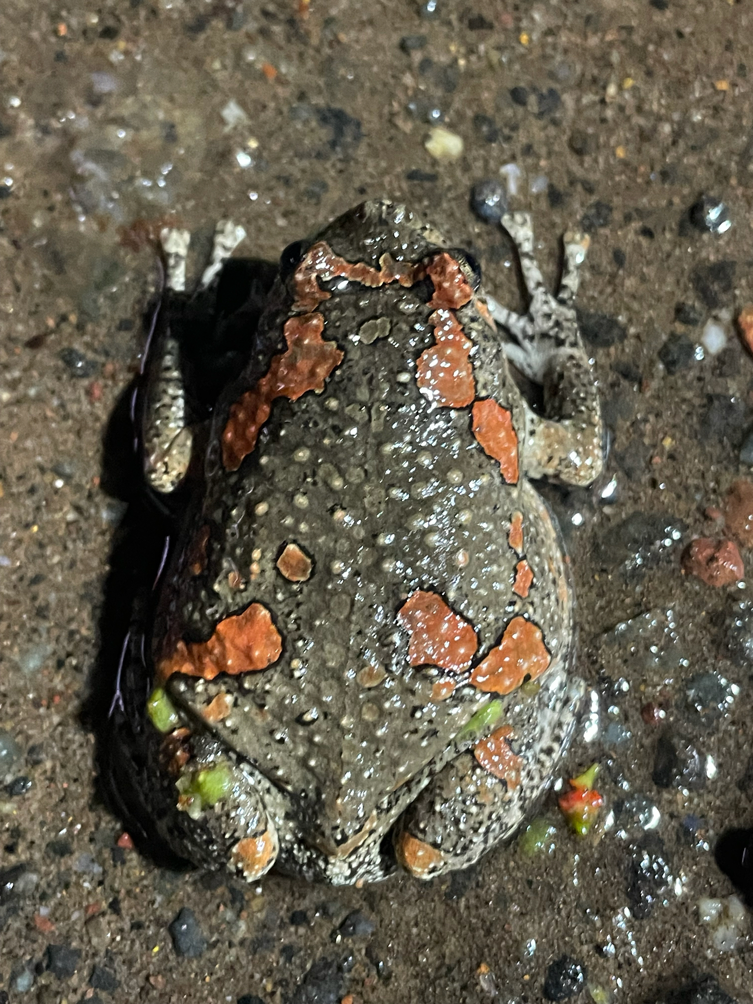 Painted Balloon Frog