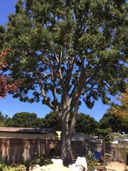 Quercus agrifolia