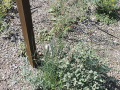 Thelesperma ambiguum