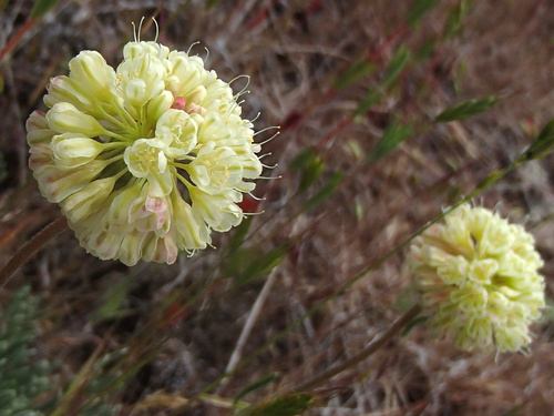 Eriogonum sphaerocephalum var. sublineare