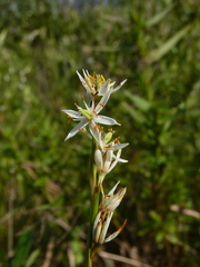 Pleea tenuifolia