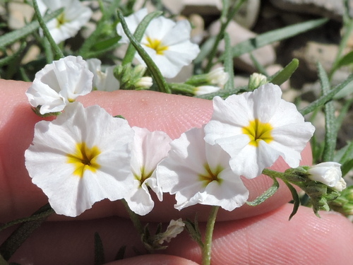 Fragrant heliotrope (Euploca greggii)