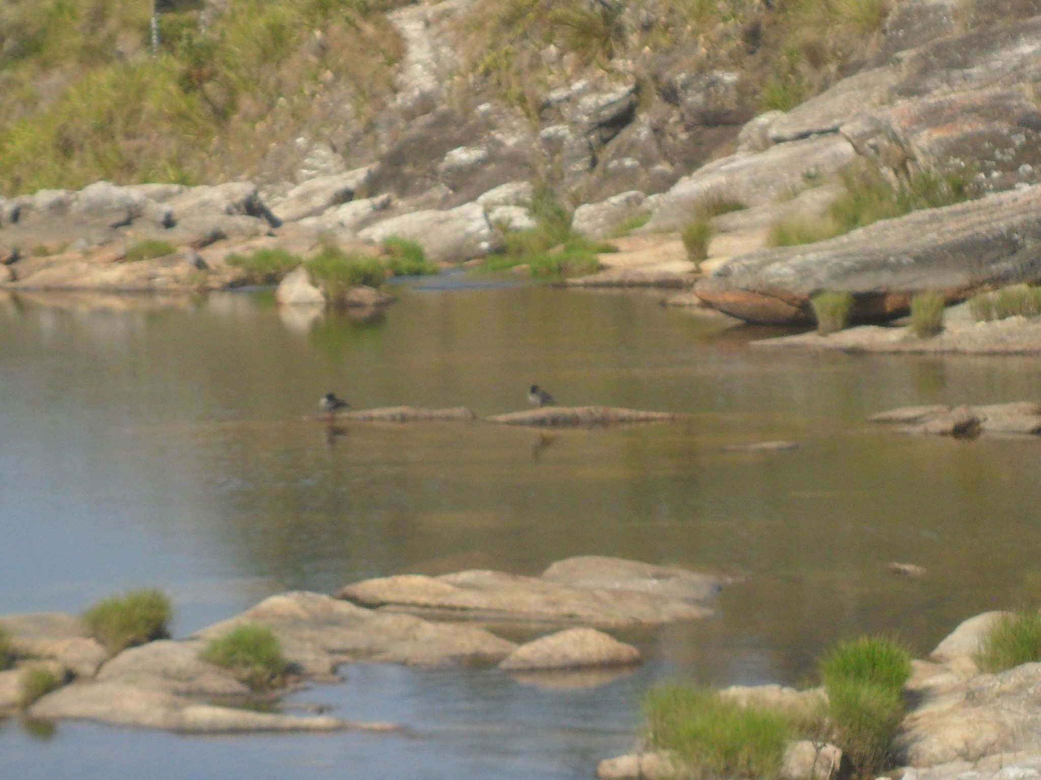 Brazilian Merganser (Mergus octosetaceus), photo 4