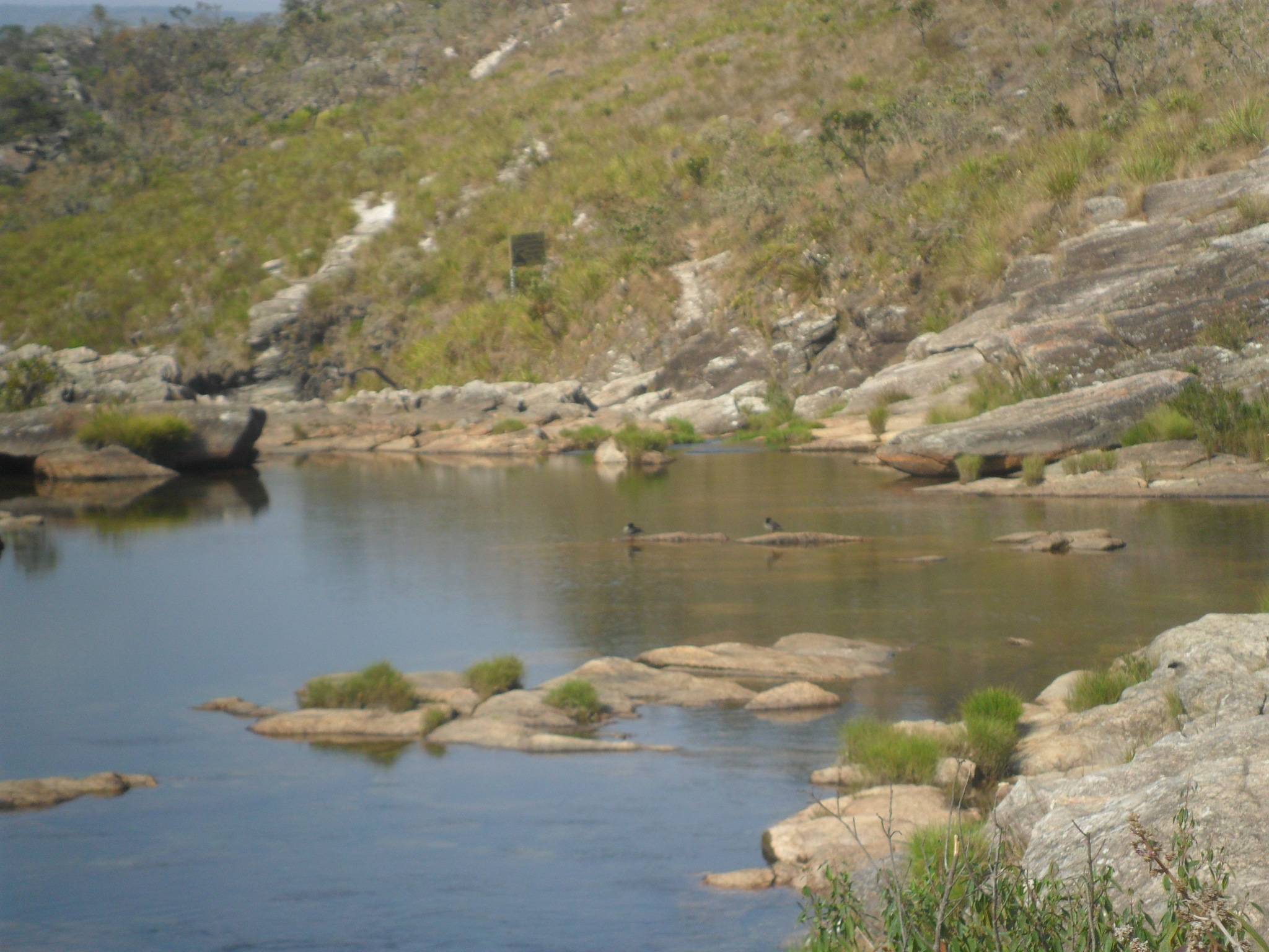 Brazilian Merganser (Mergus octosetaceus), photo 3