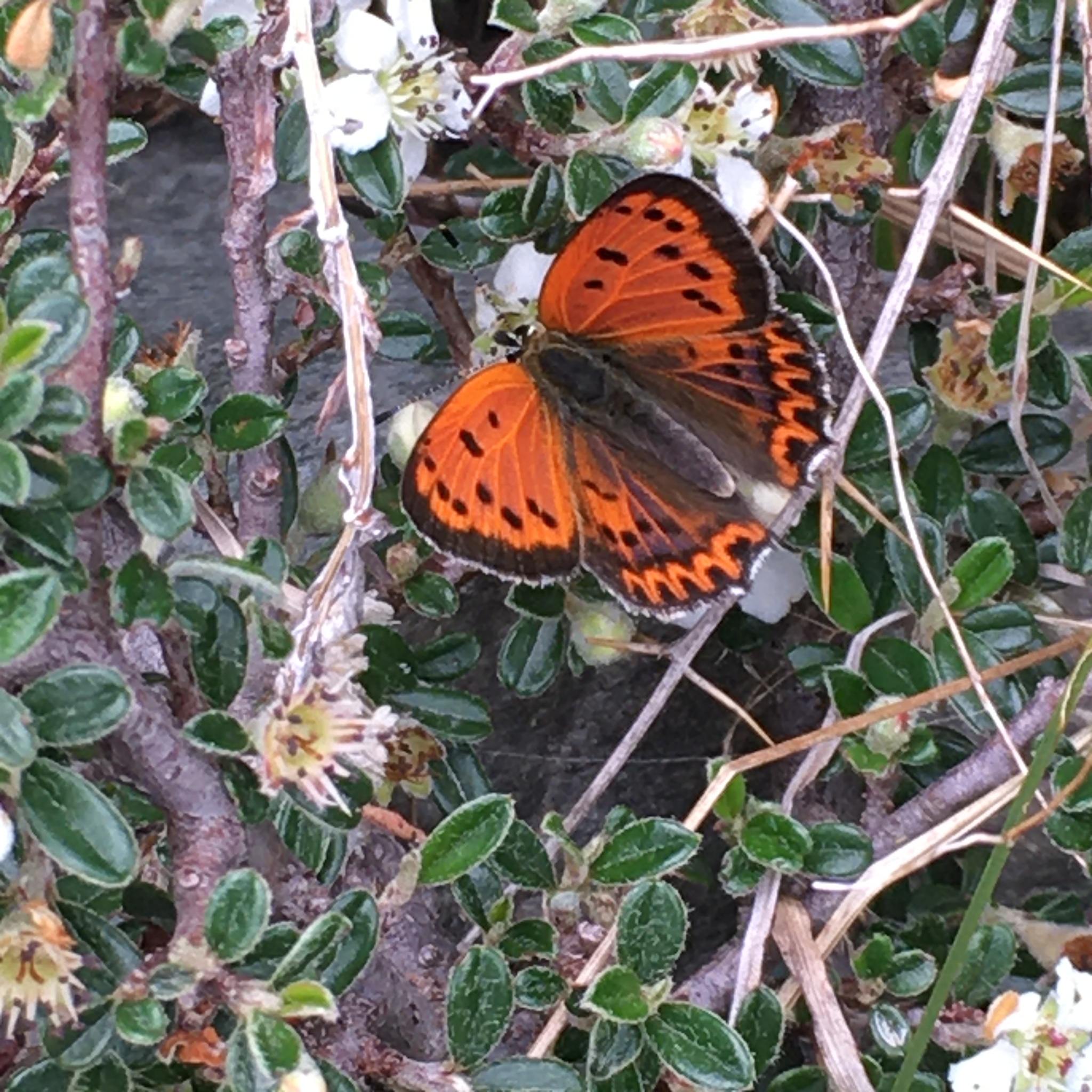 White-Bordered Copper
