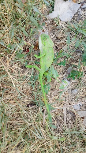 Common Chameleon