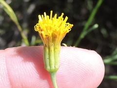 Porophyllum scoparium