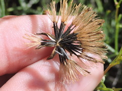 Porophyllum scoparium