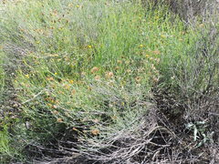 Porophyllum scoparium