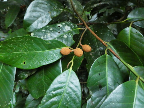 Myristica globosa (Myristica globosa)