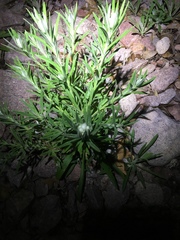 Pseudognaphalium leucocephalum