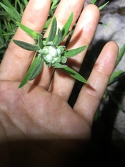 Pseudognaphalium leucocephalum