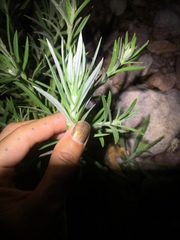 Pseudognaphalium leucocephalum