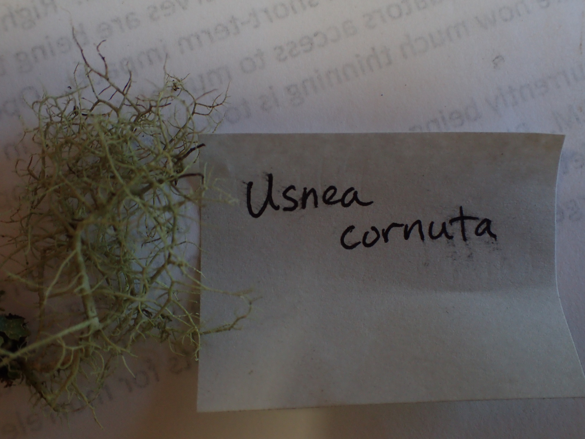 Usnea cornuta image