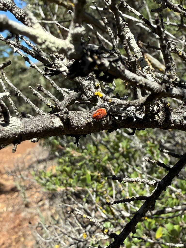 Phidippus concinnus