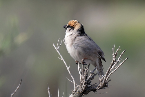 Saxaul Sparrow (Passer ammodendri)