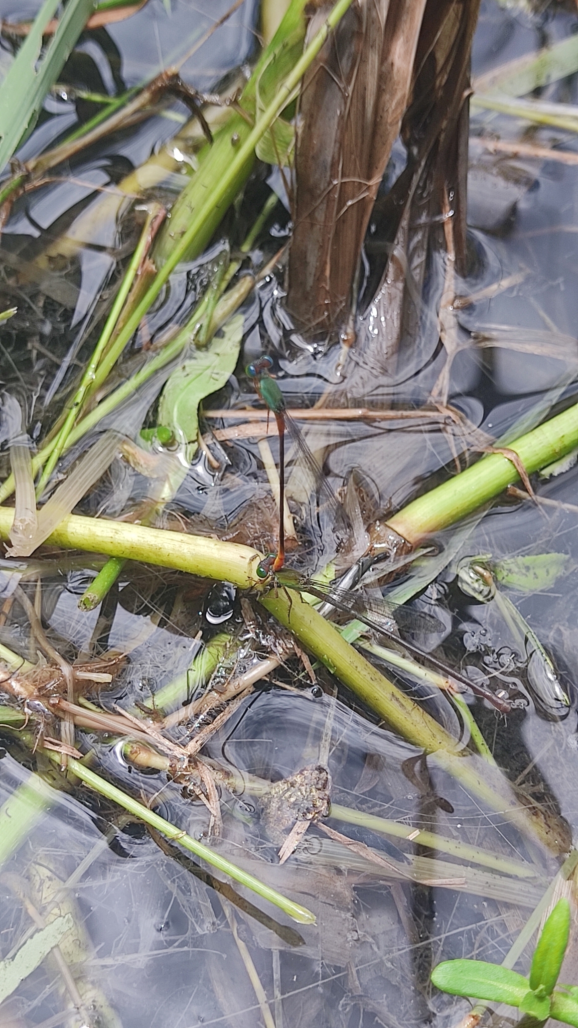 Orange-Tailed Marsh Dart