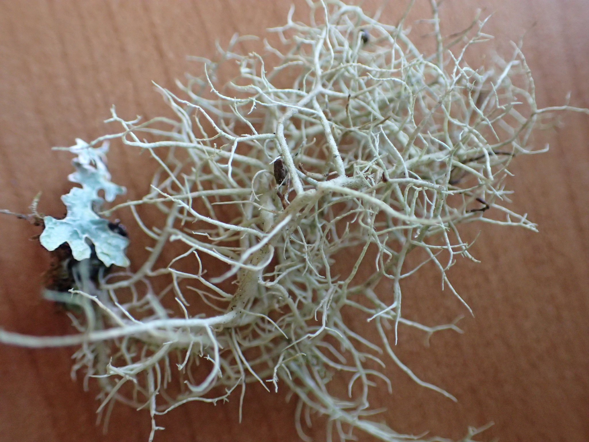 Usnea cornuta image