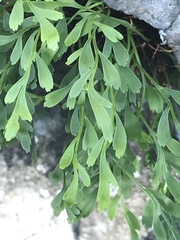 Asplenium × alternifolium
