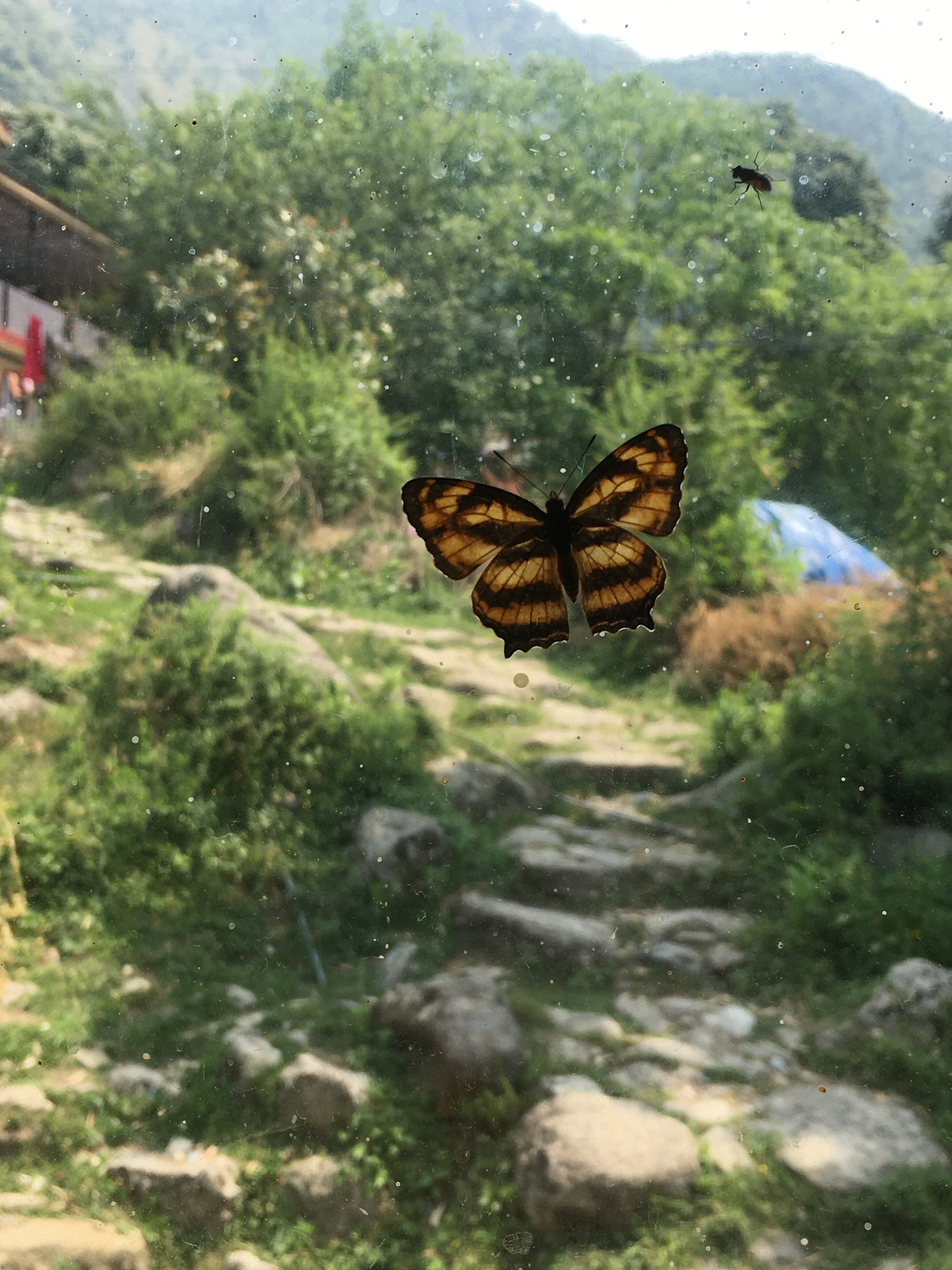 Spotted Jester