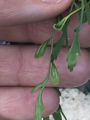 Asplenium × alternifolium