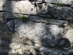 Asplenium × alternifolium