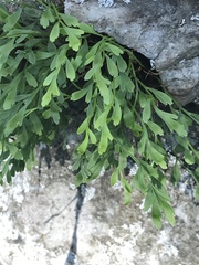 Asplenium × alternifolium