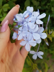 Plumbago auriculata