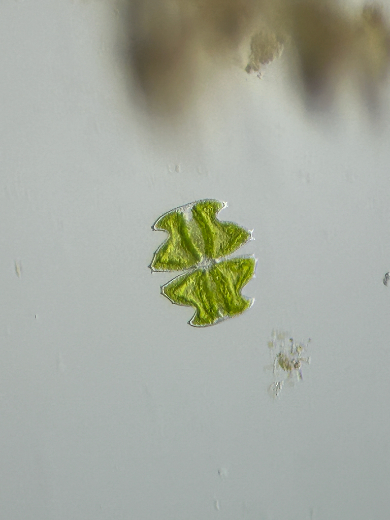 Micrasterias oscitans