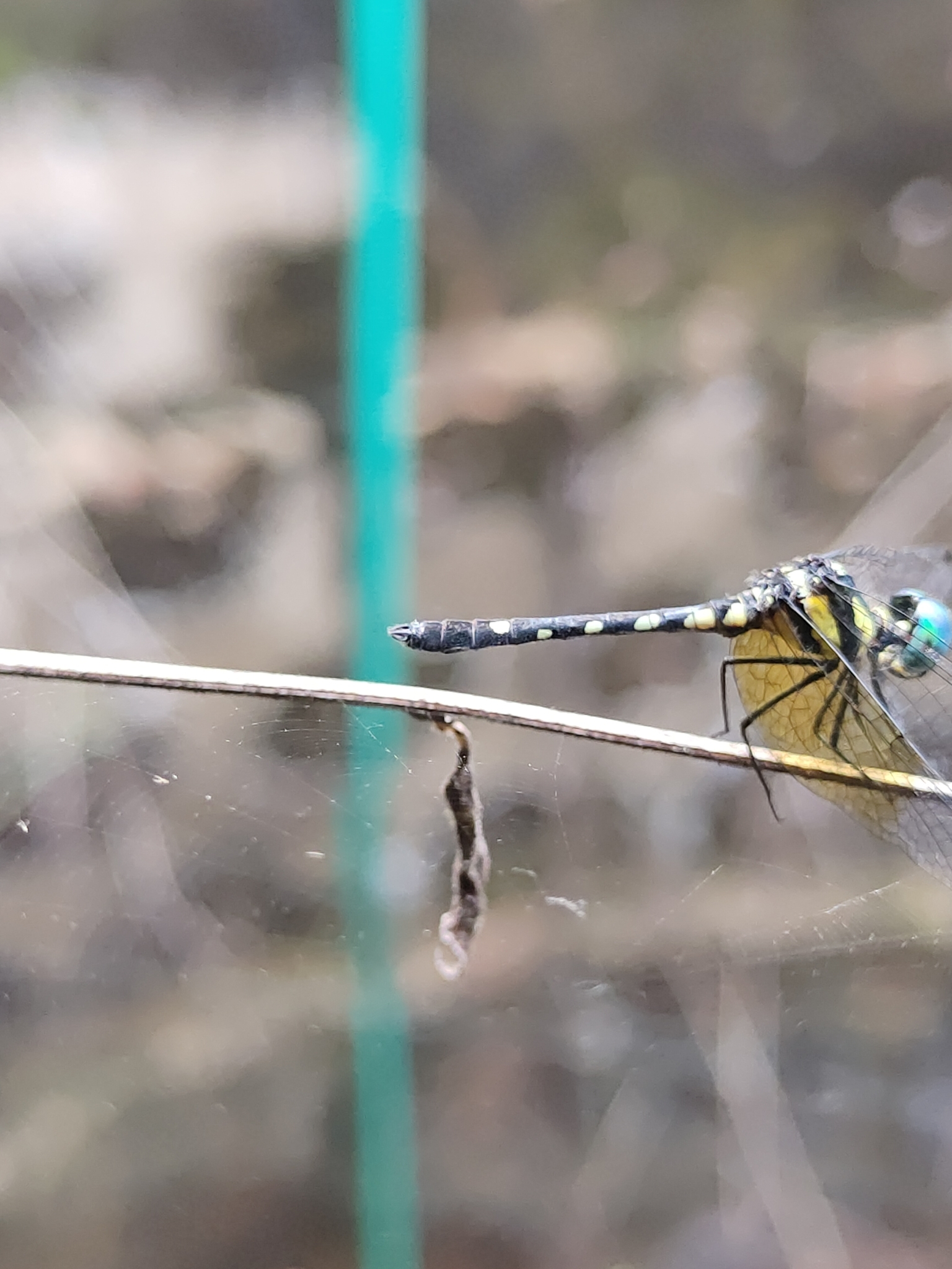 Pigmy Skimmer