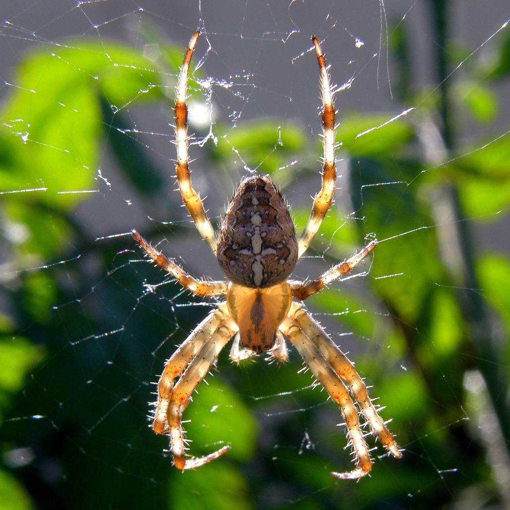 The Beauty and Benefits of San Diego Orb Weaver Spiders