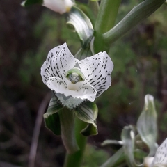 Chloraea galeata