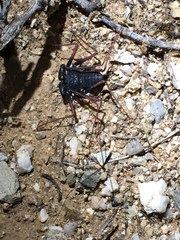 Paraphrynus carolynae