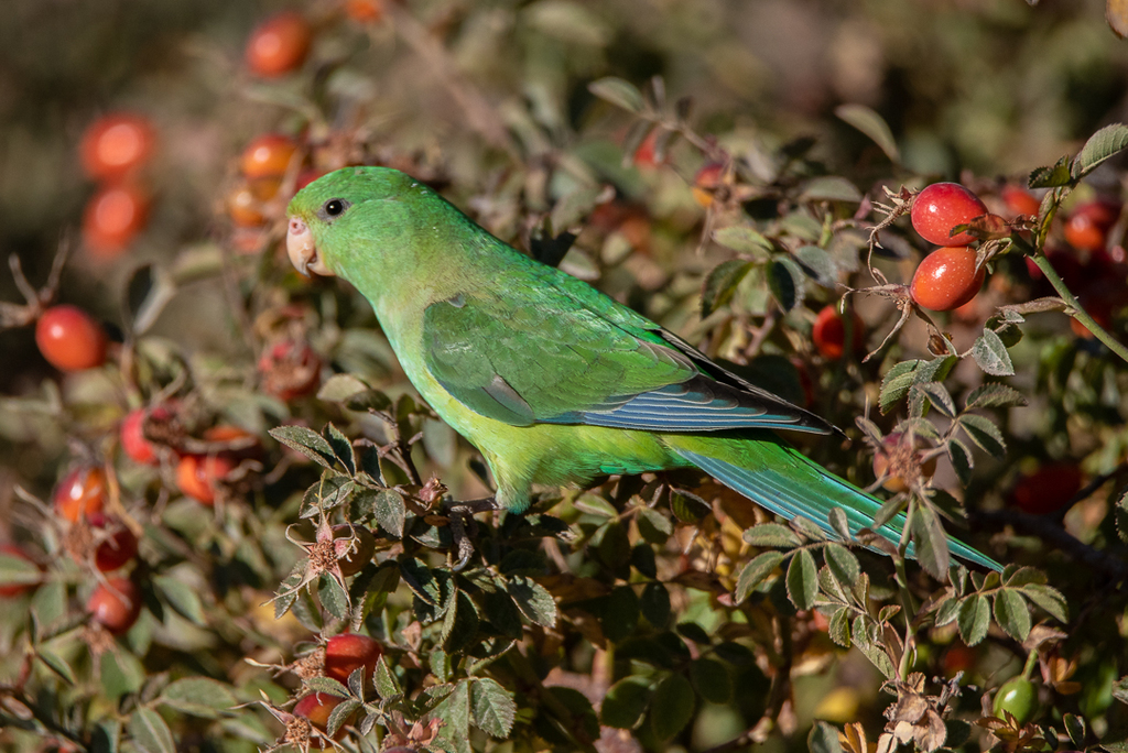 Mountain Parakeet photo