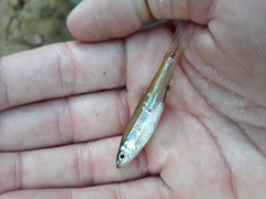 Notropis atrocaudalis